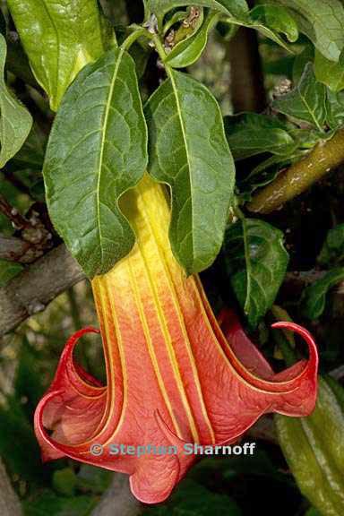 brugmansia sanguinea 5 graphic